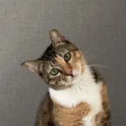 なら
