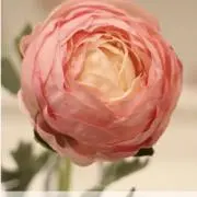 ラナンキュラス