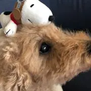 星の画像