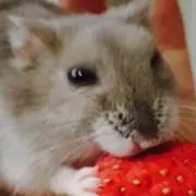 ハム助