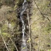 茉莉の画像