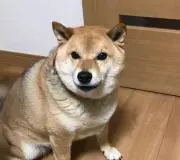 S.satoの画像