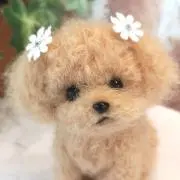 mwool♡の画像