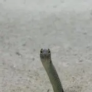 くじら