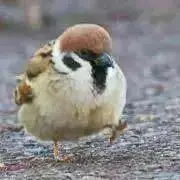 ちゅん太郎の画像
