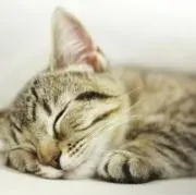 にゃんころ