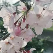 かーすけ