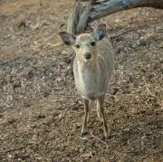 ちびこり