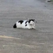 るるんの画像