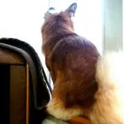 きちの画像