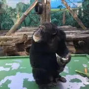 ぐーの画像