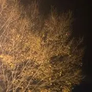 ☆☆☆の画像