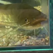 TAJAH