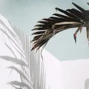 FUの画像