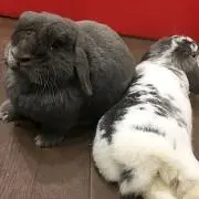 ぱちの画像