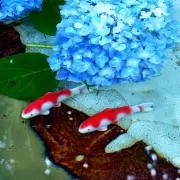 れおんの画像