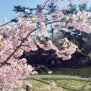 ぽんぽんの画像