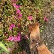 りんの画像