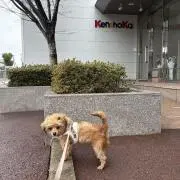 ぺこぺこの画像