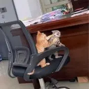 ミサの画像