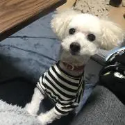 蒼依の画像