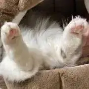 茶々丸※プロフ読推奨の画像