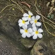 さくち（値下げ〇、プロフ必読）の画像