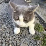 キララ！の画像