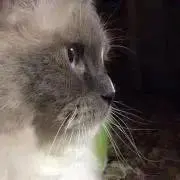 なな
