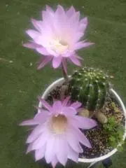 たまけりやりきったの画像