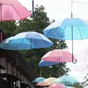 るるの画像