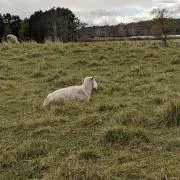 とんかつの画像