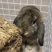けいとんの画像