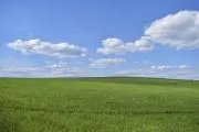 kusaの画像