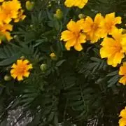 romeoの画像