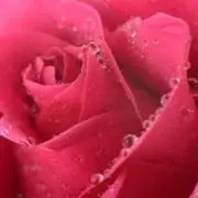 栗かりんとう
