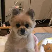 よっし