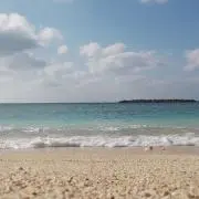 いるかの画像