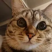 maonの画像