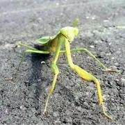 いくまるの画像