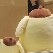 ポムポムの画像
