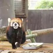 ぱんだの画像