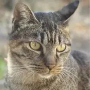 ペリコの画像