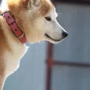 あまみや