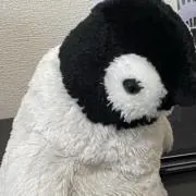 テイラーの画像