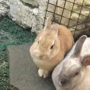 ゴジ