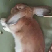 にゃん