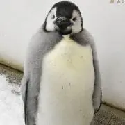 Jolyneの画像