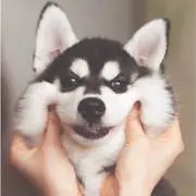 びびぱん