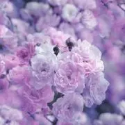 よっちゃんの画像